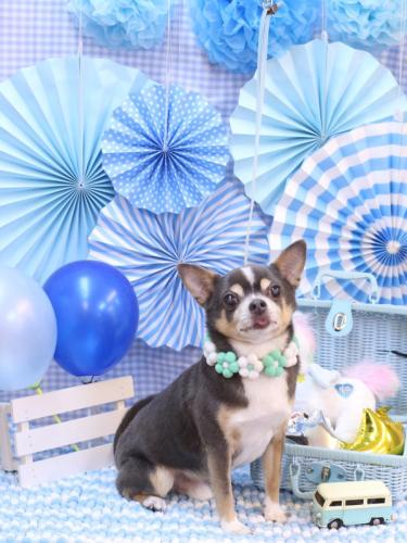 20231104メルくん